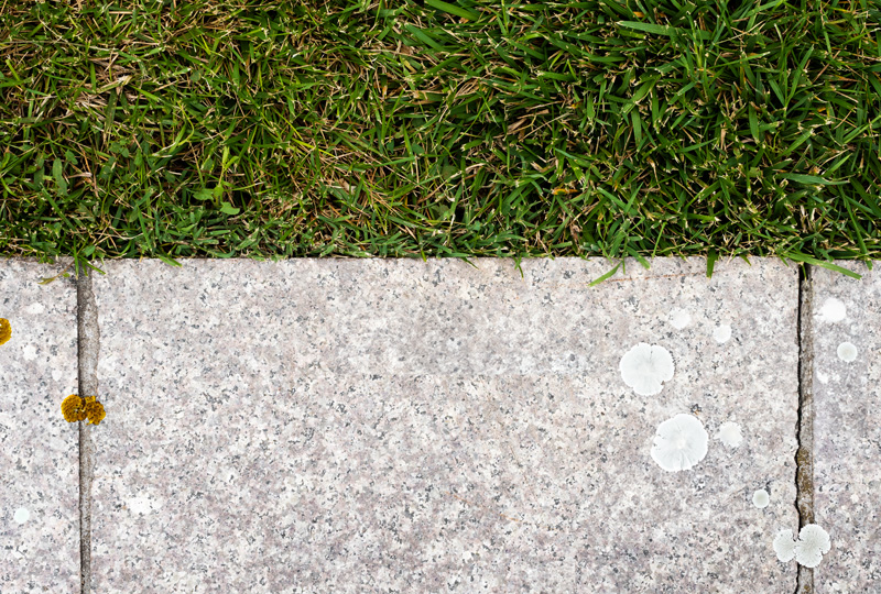 White lichen spots on concrete paving